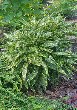 CC-Variegated-Aucuba.jpg