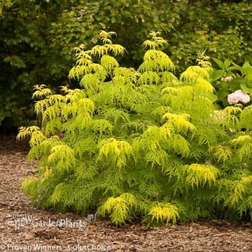 0004569_sambucus-lemony-lace-elderberry_510.jpg