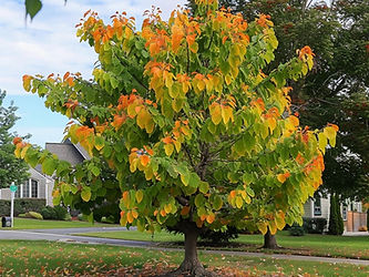 Rising-Sun-Eastern-Redbud-Tree-Cercis-Canadensis-1024x771.fit.jpg