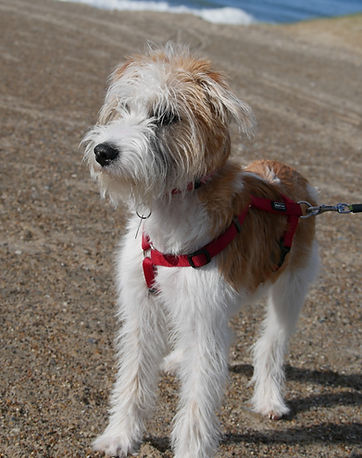 Bontje%20von%20den%20Streeken6_edited.jp