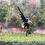 Thumbnail: Eagle