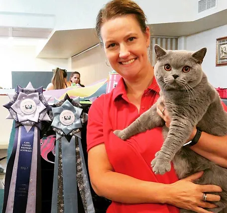 cuddleton british shorthairs