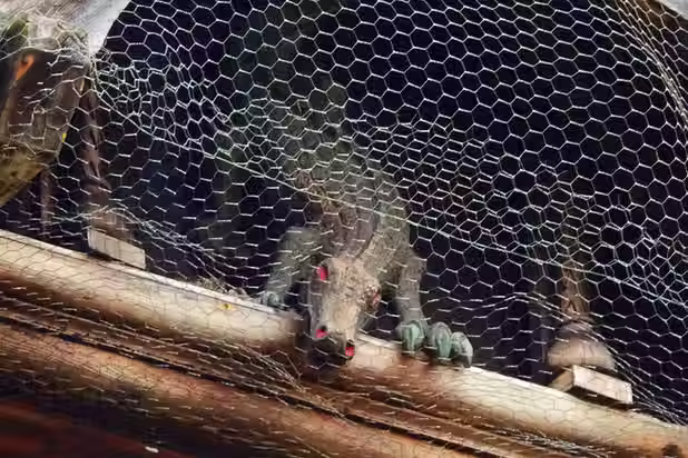 The Famous Crocodile of D'Oyly Carte Island
