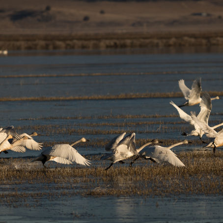 Bird Photography in the Lower Klamath National Wildlife Refuge