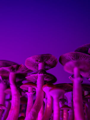 "The Shelf Life of Magic Mushrooms: Do They Go Bad?"