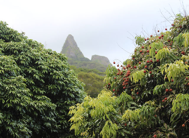 Vriesea 'Manoa Valley' 中株 Vriesea 'Manoa Valley' 中株 ブロメリア・エアープランツ