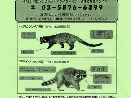 アライグマ、ハクビシンにお困りの方2024/4