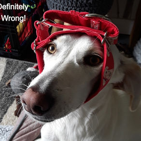 If You Think Your Collar Is Too Small!