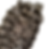 Thumbnail: Burmese Wavy