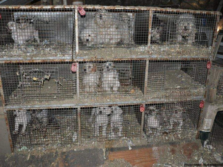 Puppy Mills