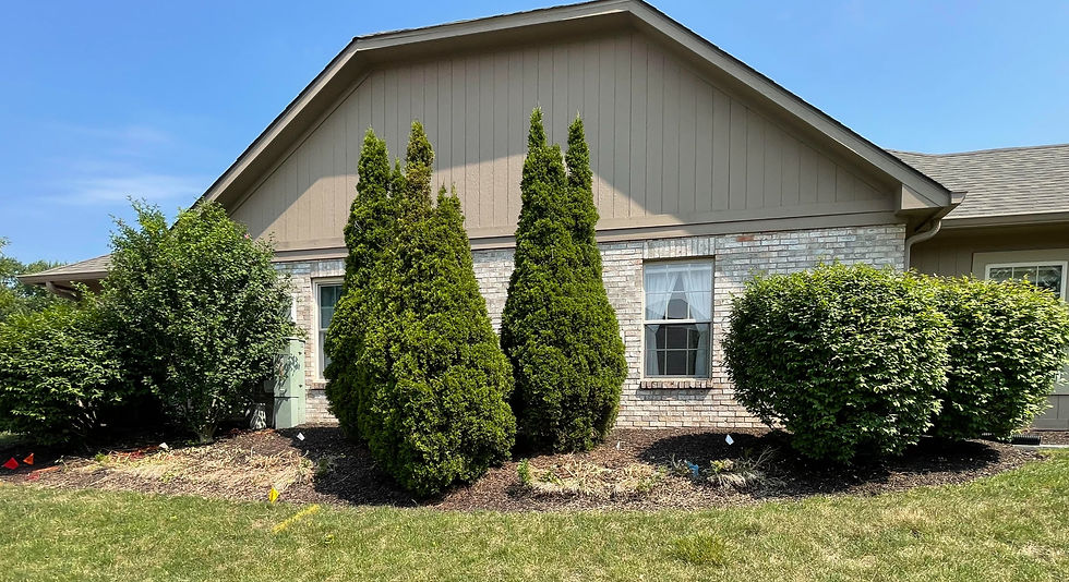 Carmel shrub removal project for a community association, which included arborvitae, burning bush, and boxwoods.