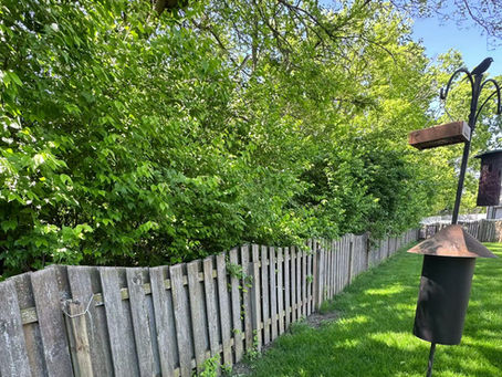Honeysuckle Cut Back Restores Overgrown Fence Line for Westfield Homeowner