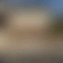 Carmel HOA Shrub Removal After Photo 2