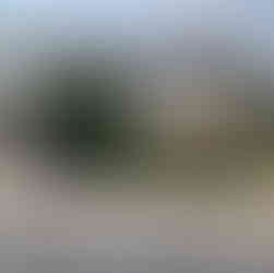 Carmel HOA Shrub Removal After Photo 2