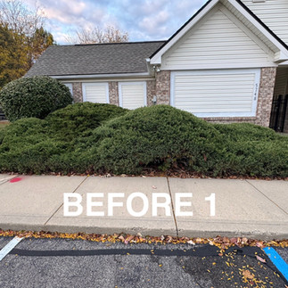 Carmel HOA Shrub Removal After Photo 2