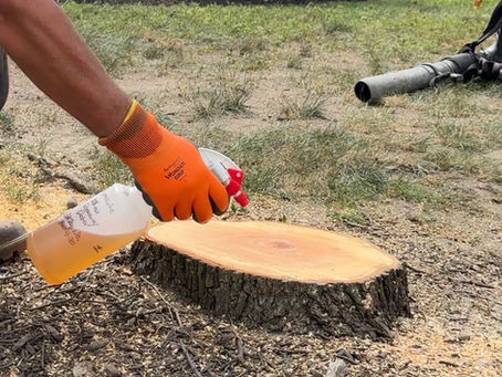 Bradford Pear stump being sprayed with glyphosate.