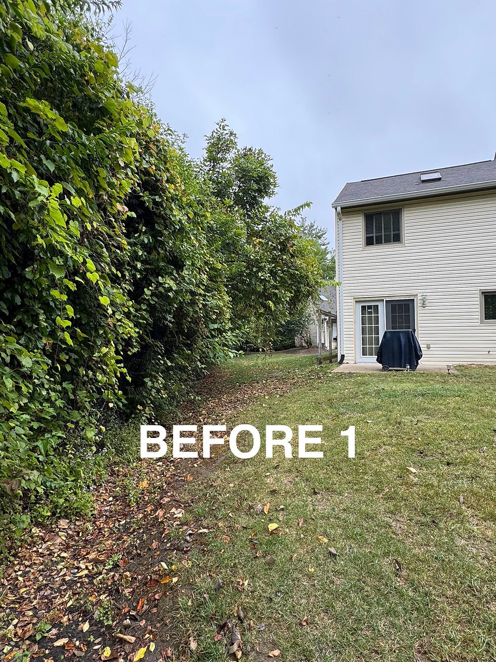 Before Brush Cutting Photo