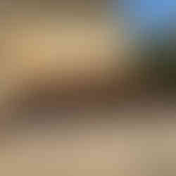 Carmel HOA Shrub Removal After Photo 2