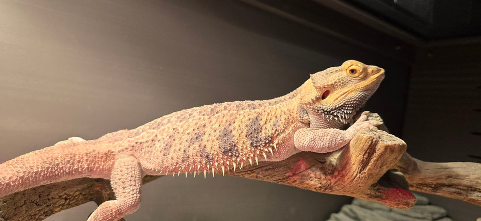 Large Breaded Dragon lizard.