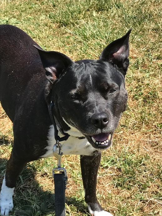 Walking Lexi dog, she's a good girl