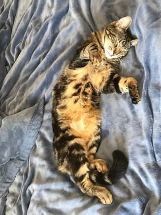 Tigger Cat