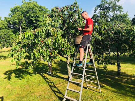 Kirschen-Pflück- und Entstein-Aktion
