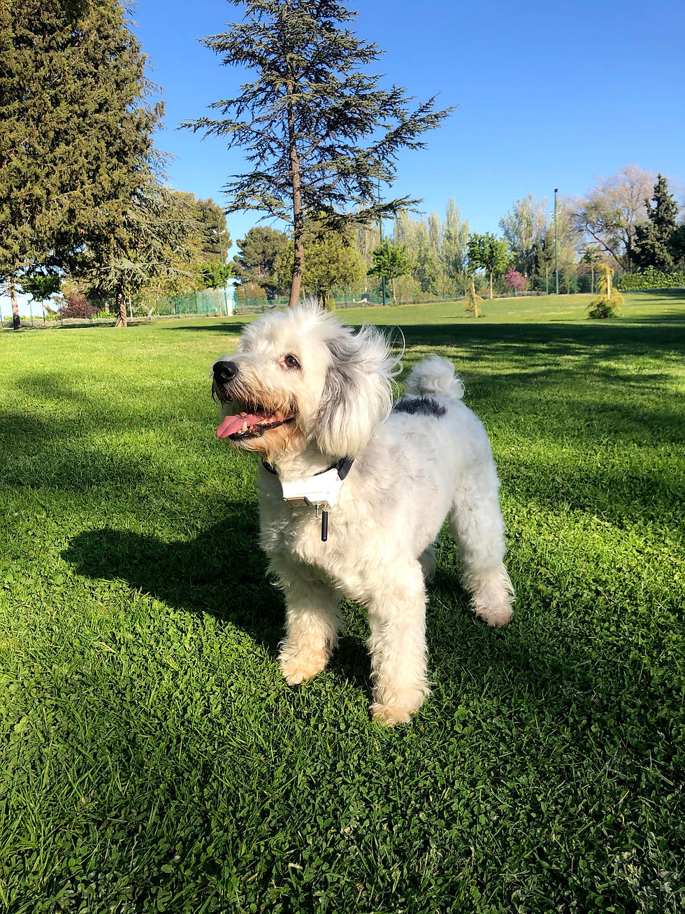 Miniatura: BARKIE (Antiguo)