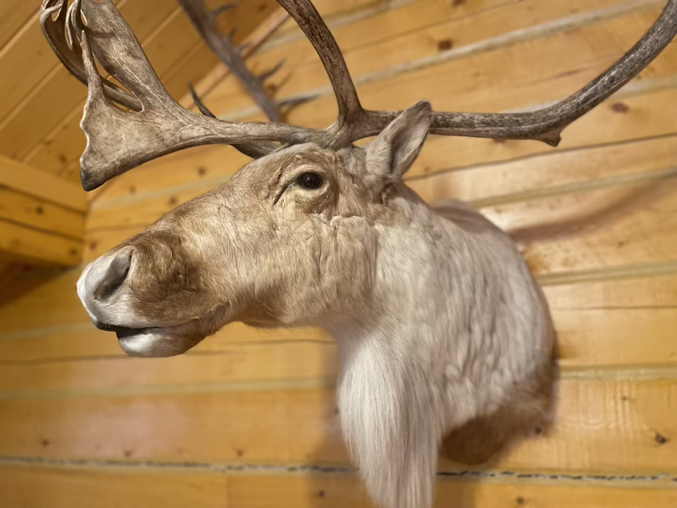 Rental cabin in Alaska