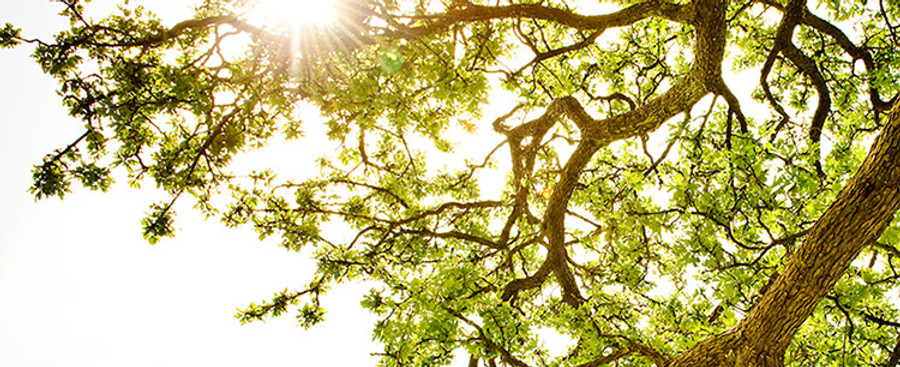 Stock photo of ray of sunshine while looking up through the tree limbs and leaves