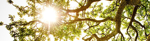 Ray of Light