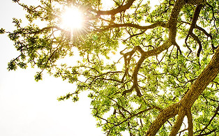 Ray of Light