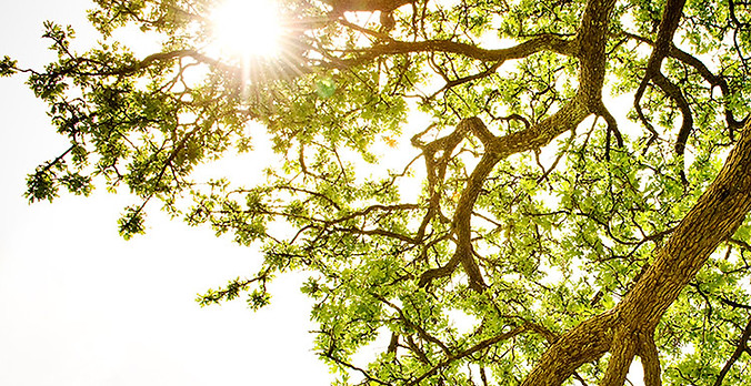 Ray of Light