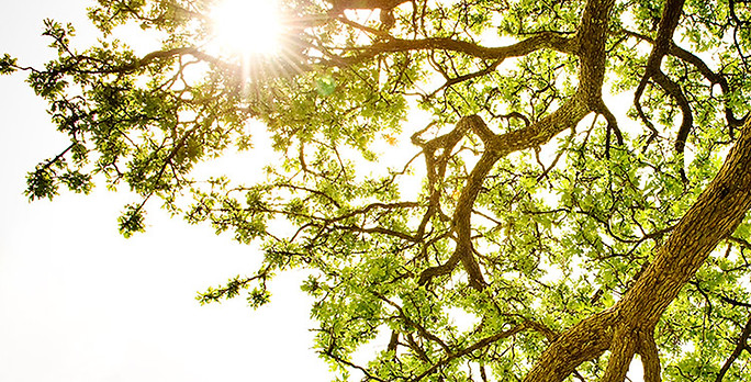 Ray of Light