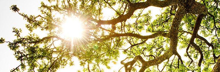 Ray of Light