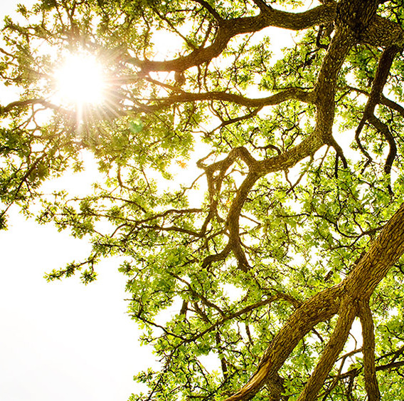 Sunlit Tree Canopy