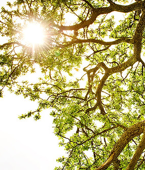 Ray of Light