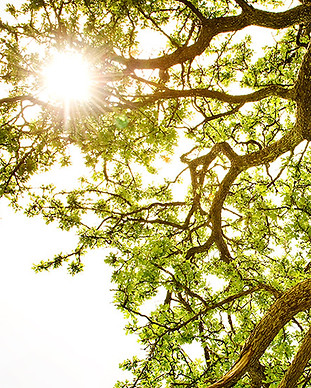 Ray of Light