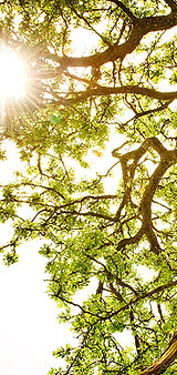 Sunlit Tree Canopy