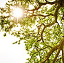Lichtstrahl