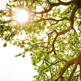 Ray of Light