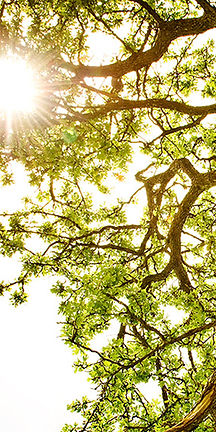 Sunlit Tree Canopy