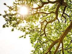Ray of Light