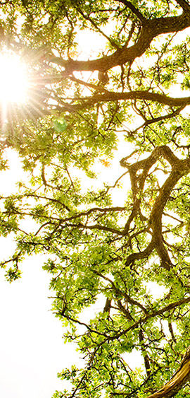 Ray of Light