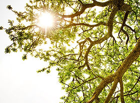Catholic Counselor Seattle
