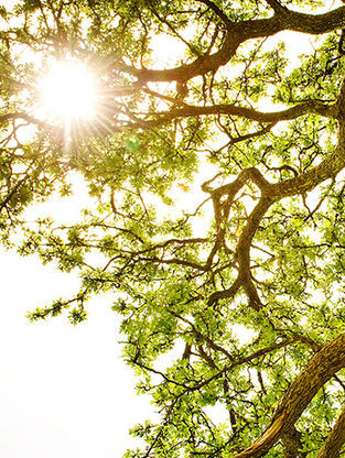 Three Lines from Hymn 26: Joseph Smith’s First Prayer