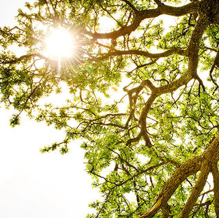 Protect Your Tree from Emerald Ash Bore