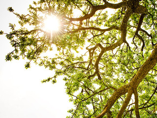 Limited UV Exposure & Vitamin D