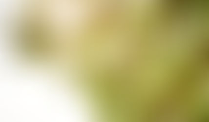 Grow your Portland Home Value with Trees