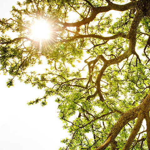 Protect Your Tree from Emerald Ash Bore