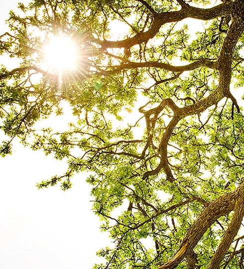 Ray of Light